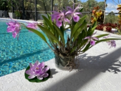 Purple Cattleya Orchid by Pool