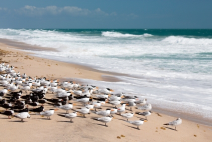 Royal Terns and Skimmers at Sebastian Beach, Florida