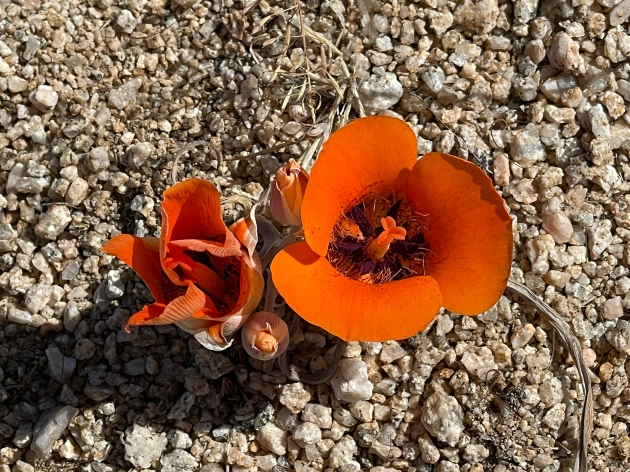 Orange Desert Mariposa Wildflower