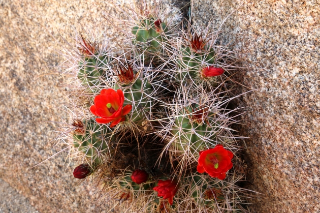 Orange Hedgehog Cactus Flowers