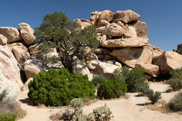 Pinyon Pine Tree Growing Between Rocks