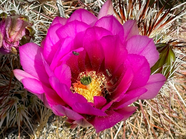 Single Pink Hedgehog Cactus Flower